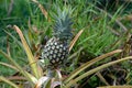 A pineapple growing in a plantation Royalty Free Stock Photo