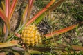 Pineapple growing at the plantation Royalty Free Stock Photo