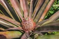 Pineapple growing at the plantation Royalty Free Stock Photo