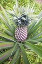 Pineapple growing on the tree in the garden, Thailand Royalty Free Stock Photo