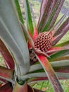 Pineapple growing unkoz wen plant um