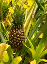 Pineapple growing Royalty Free Stock Photo