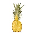 Pineapple half yellow fruit collage a watercolor Royalty Free Stock Photo