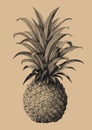 Pineapple hand drawing vintage engraving style