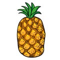 Pineapple hand drawn fruits isolated Royalty Free Stock Photo