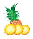 Pineapple (illustration)