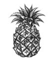 Pineapple illustration hand drawing