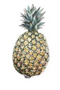 Pineapple illustration natural
