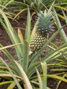 Pineapple at Intercontinental Resort and Spa Hotel in Papeete, Tahiti, French Polynesia Royalty Free Stock Photo