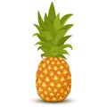 Pineapple isolated on a white background. Vector illustration of tropical fruit in cartoon flat style Royalty Free Stock Photo