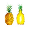 The pineapple isolated on white background, watercolor illustration fruit set Royalty Free Stock Photo