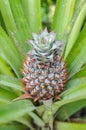 Pineapple with its nature flower and leaf