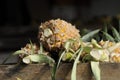 Pineapple at the Lamdin Market in Chaweng