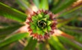Pineapple leaf