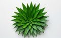 Pineapple Leaf from Above on White Background -Generative Ai