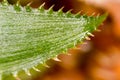 Pineapple leaf as a background. macro