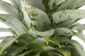 pineapple leaf closeup