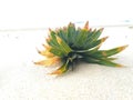 Pineapple leaves embedded in the beach