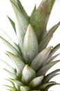 Pineapple leaves macro image