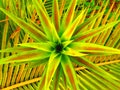 Pineapple leaves placed on coconut leaves