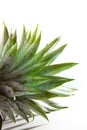 Pineapple leaves on white background