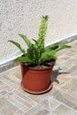 Pineapple lily or Eucomis flowering plant with basal rosettes of leaves with stout stem covered in star shaped flowers