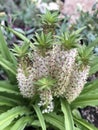 Pineapple Lily - Eucomis Royalty Free Stock Photo