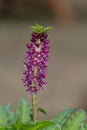 Pineapple lily (eucomis leia) flowers Royalty Free Stock Photo