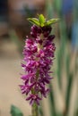 Pineapple lily (eucomis leia) flowers Royalty Free Stock Photo