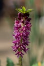 Pineapple lily (eucomis leia) flowers Royalty Free Stock Photo