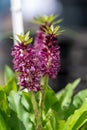 Pineapple lily (eucomis leia) flowers Royalty Free Stock Photo