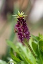 Pineapple lily (eucomis leia) flowers Royalty Free Stock Photo