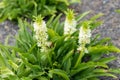 Pineapple Lily - Eucomis Zambesiaca Royalty Free Stock Photo