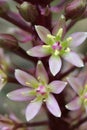 Pineapple lily flower close up Royalty Free Stock Photo