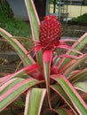 Pineapple that looks beautiful and more cold tolerant than others. As the fruit develops, it is brilliant red in color