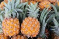 Pile of Pineapple in the market