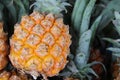 a single Pineapple in the market