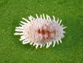 Pineapple mealybug, Dysmicoccus brevipes Royalty Free Stock Photo