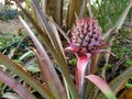 Pineapple is native to South America