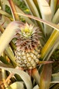 Pineapple near Chiang Rai, in Thailand Royalty Free Stock Photo