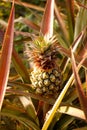 Pineapple near Chiang Rai, in Thailand-2 Royalty Free Stock Photo