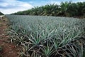 Pineapple and Oil palm plantation