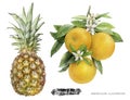 Pineapple orange branch set watercolor illustration isolated on white background Royalty Free Stock Photo