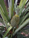 Pineapple