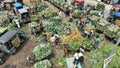 Pineapple market in Bangladesh
