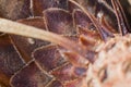 Pineapple palm petals close-up macro a background