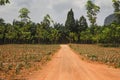 Pineapple and papaya plantations in Thailand. Royalty Free Stock Photo