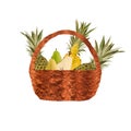 Pineapple pear fruit half basket brown watercolor Royalty Free Stock Photo