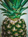 Pineapple peel at close range Royalty Free Stock Photo