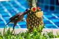 Pineapple cocktail and a bird Royalty Free Stock Photo